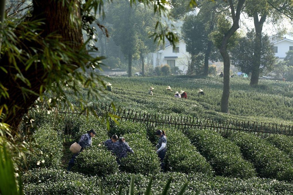 Landison Longjing Resort Hangzhou Luaran gambar